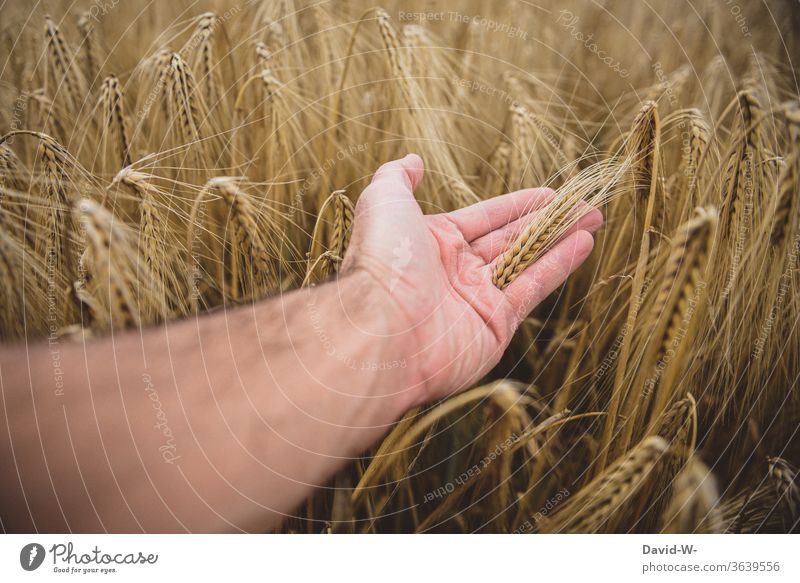 Hand fährt durch ein Getreidefeld Feld ernte Erntezeit Wachstum Bauern Landwirtschaft landwirtschaftlich Sommer Natur Nutzpflanze Farbfoto Pflanze Ähren