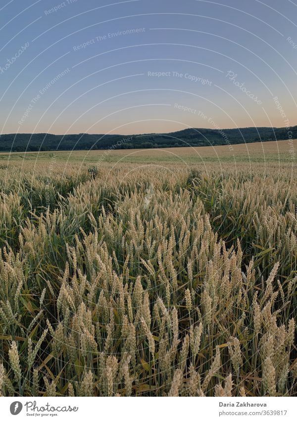 Roggenwiese Wiese Ackerbau Natur Windstille Horizont Weizen stumm Berge u. Gebirge Roggenfeld Feld genießend Genuss Korn Sommer Pflanze Umwelt Farbfoto