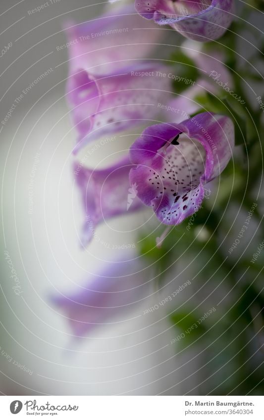 Digitalis purpurea, der Fingerhut, eine Blüte scharf allgemein Blume Nahaufnahme Plantaginaceae Spitzwegerich Familie krautig Kraut giftig alle zwei Jahre Herz
