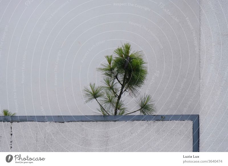 Einsames Nadelgehölz reckt sich über eine Gartentür aus Blech Kiefer grün Außenaufnahme Menschenleer Nadelbaum Farbfoto Stadt urban karg Wachstum
