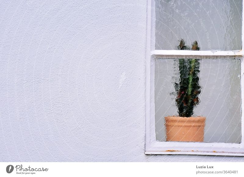 Ein Kaktus steht einsam, aber gerade hinter einem Fenster aus Ornamentglas; darum herum viel strahlendes Weiß Glas schlicht minimalistisch weiß Pflanze