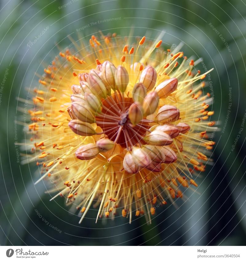 Makroaufnahme der Blüte einer Steppenkerze aus der Vogelperspektive Wüstenschweif Lilienschweif Kleopatranadel Blume Affodillgewächs Zierpflanze Park Garten