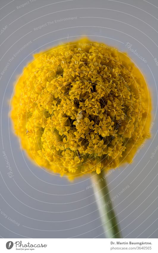 Blühende Craspedia aus Australien Gattung Blütenpflanze Blütenkopf gelb Korbblütengewächs Billy-Taste Schafskopf gebürtig aus Australien Asteraceae