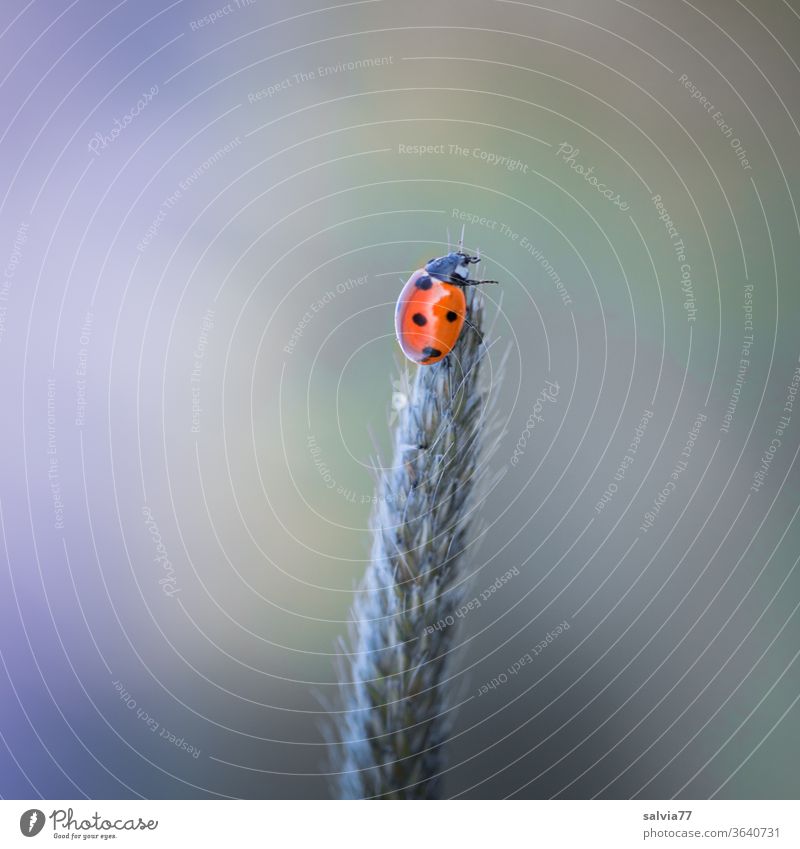 ganz oben Marienkäfer Glück Natur Käfer krabbeln Insekt Makroaufnahme Siebenpunkt-Marienkäfer Menschenleer Gräserblüte Hintergrund neutral Freisteller Kontrast