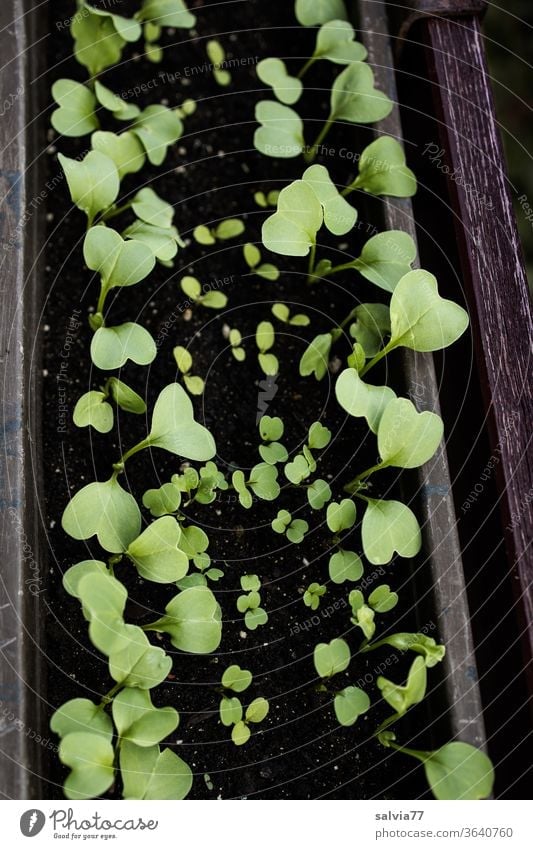 Radieschenaufzucht im Blumenkasten Salat Pflanzen Aufzucht wachsen Jungpflanzen Balkon frisch Natur Gemüse Ernährung grün Gesundheit Bioprodukte lecker Garten