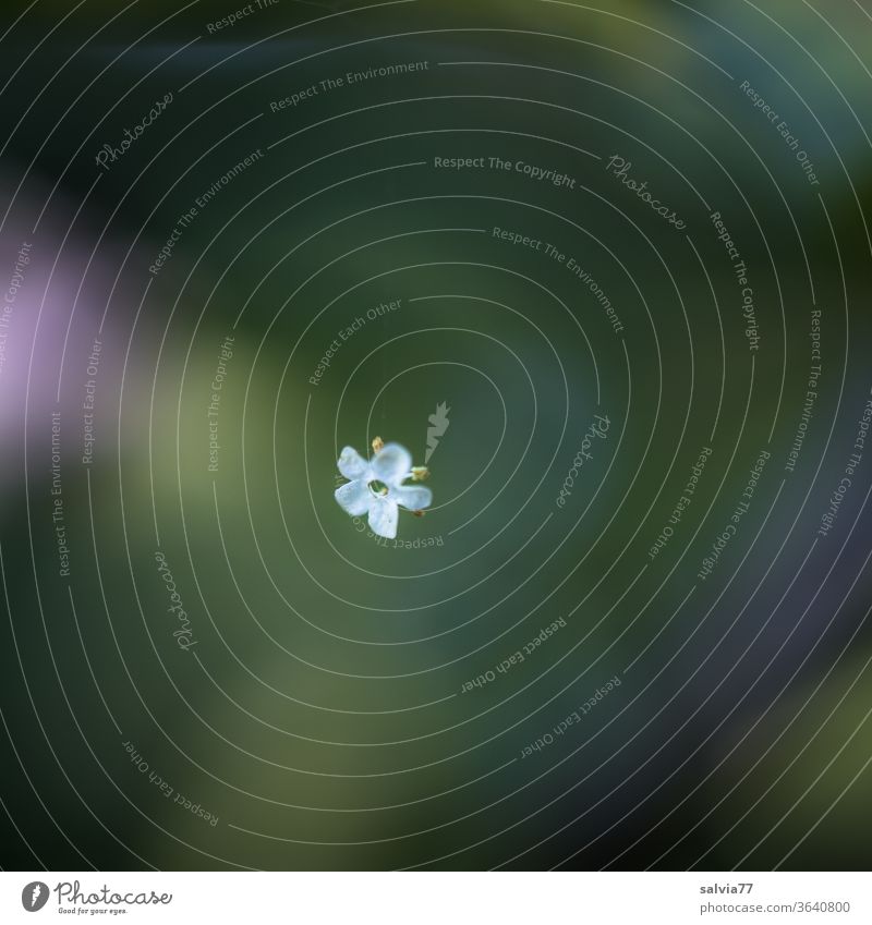 Leichtigkeit | schwebende Holunderblüte Blüte leicht am seidenen Faden weiß grün zart klein Natur Nahaufnahme Hintergrund neutral Textfreiraum oben