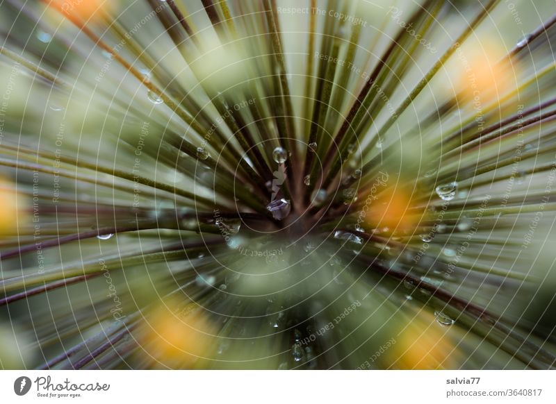 dynamisch | reingezoomt Natur Blüte abstrakt Pflanze Zierlauch Tropfen Blume Schwache Tiefenschärfe Makroaufnahme Garten Strukturen & Formen Dynamik