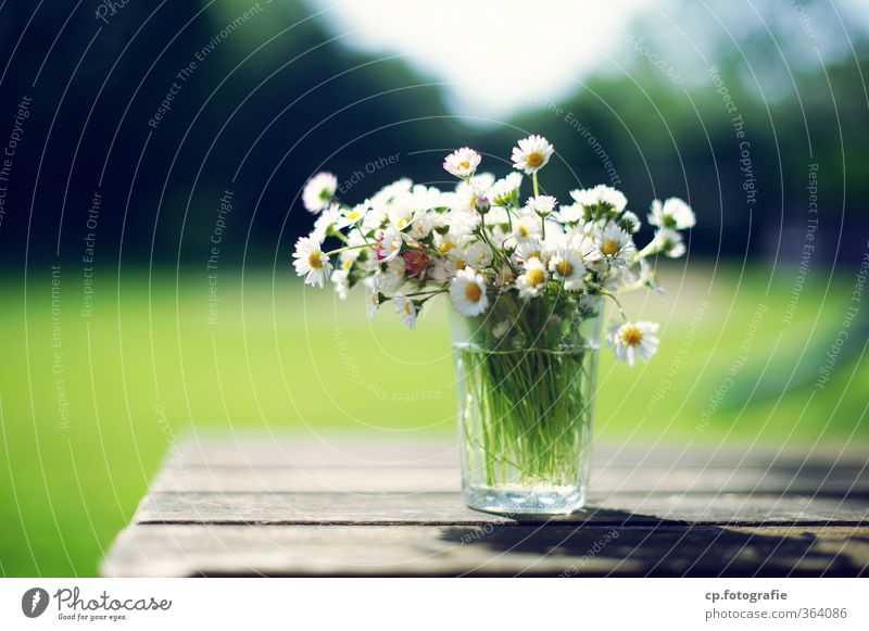 Gänseblümchen Garten Tisch Pflanze Sonne Sommer Blume Blüte Wärme Glas Holztisch Farbfoto Außenaufnahme Menschenleer Textfreiraum links Tag