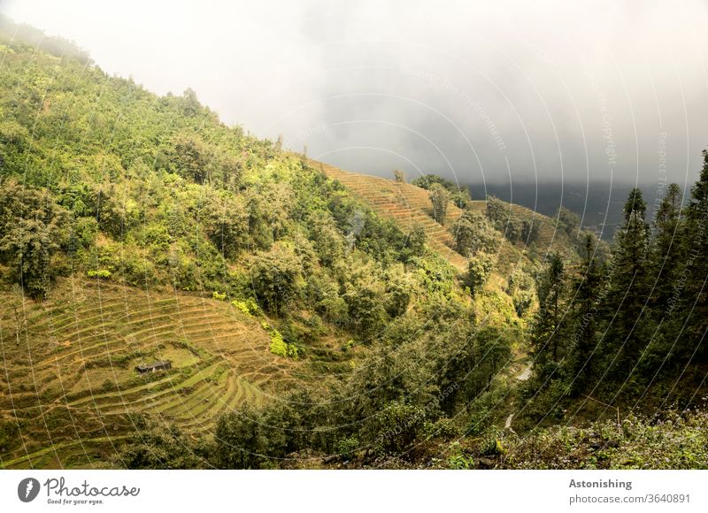 Landschaft im Nebel von SaPa, Vietnam Wetter exotisch Stufen Außenaufnahme sa pa Sapa Asien Natur Ferien & Urlaub & Reisen Pflanzen Aussicht Landwirtschaft