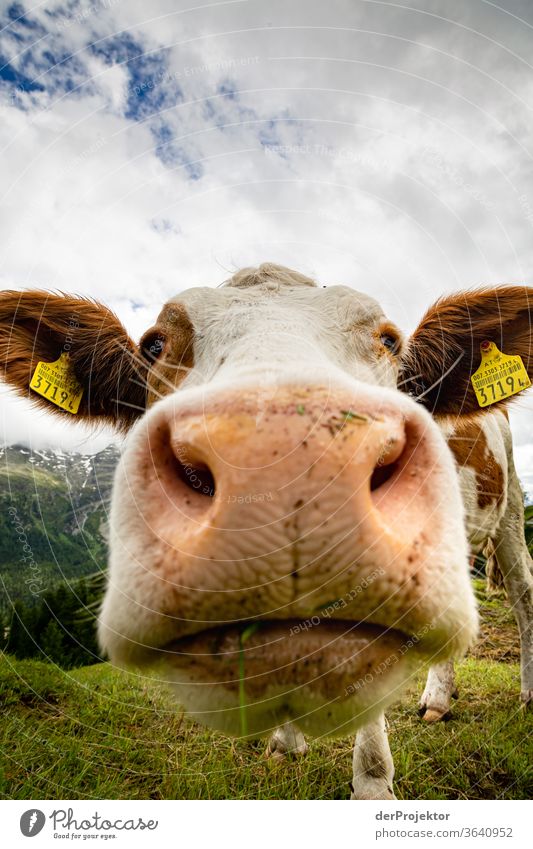 Distanzlose Kuh in St. Moritz Sonnenstrahlen Tag Licht Außenaufnahme Alpen Natur Naturschutzgebiet anstrengen Umwelt wandern Berge u. Gebirge Beginn Mut