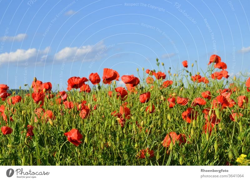 rote Mohnblumen in einem Rapsfeld mohnblumen raps klatschmohn acker anbau himmel natur landschaft hintergrund rhön thüringen wetter blüte blühen grün blau gras