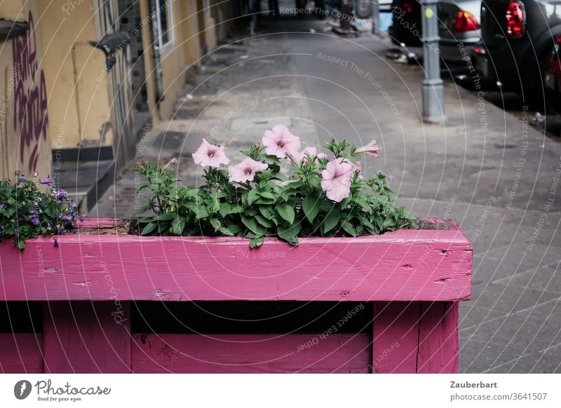 Rosa Blume in rosa Blumenkasten aus Holzkirchen auf einer Straße in Neukölln Blumenkübel Strasse Gehweg Wege & Pfade Bürgersteig Stadt Verschönerung