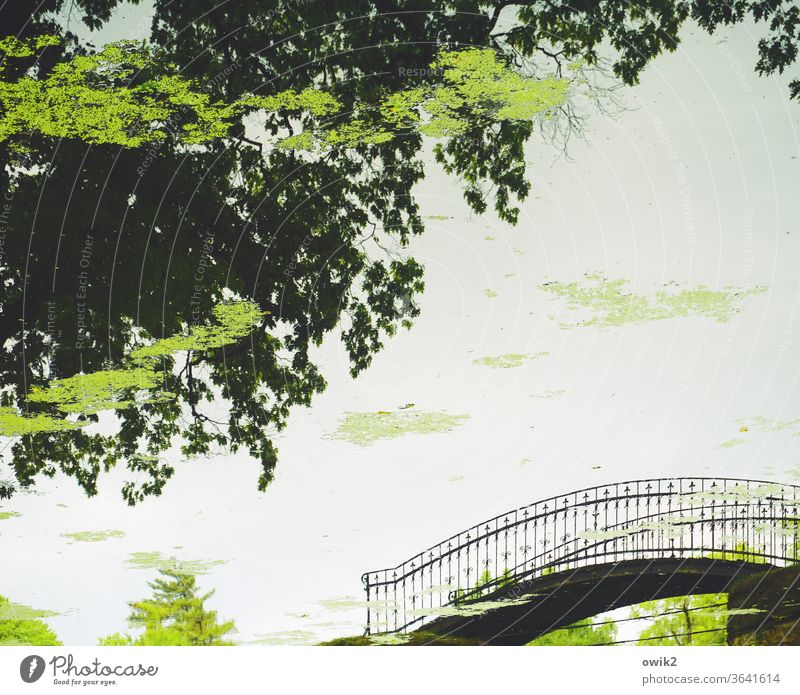 Annäherung Detailaufnahme Spiegelung Bogenbrücke geschwungen Metall Brückengeländer elegant Park Teich Reflexion & Spiegelung Spiegelbild auf dem Kopf gedreht