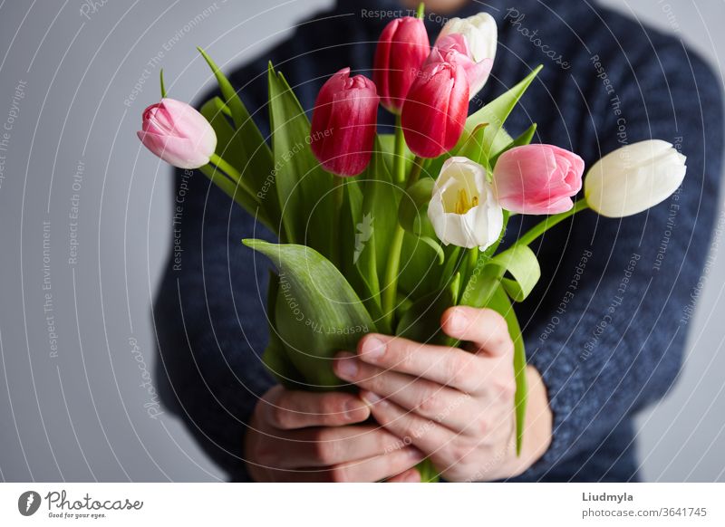 Mann hält Tulpenstrauß. Bunte Tulpen in Männerhänden. Licht im Studio. Weicher Fokus. Frühlingsblumen, rosa, weiß und Tulpen in den Händen. Konzept Ostern, Geburtstag, Mutter, Frauen, Hochzeitstag.