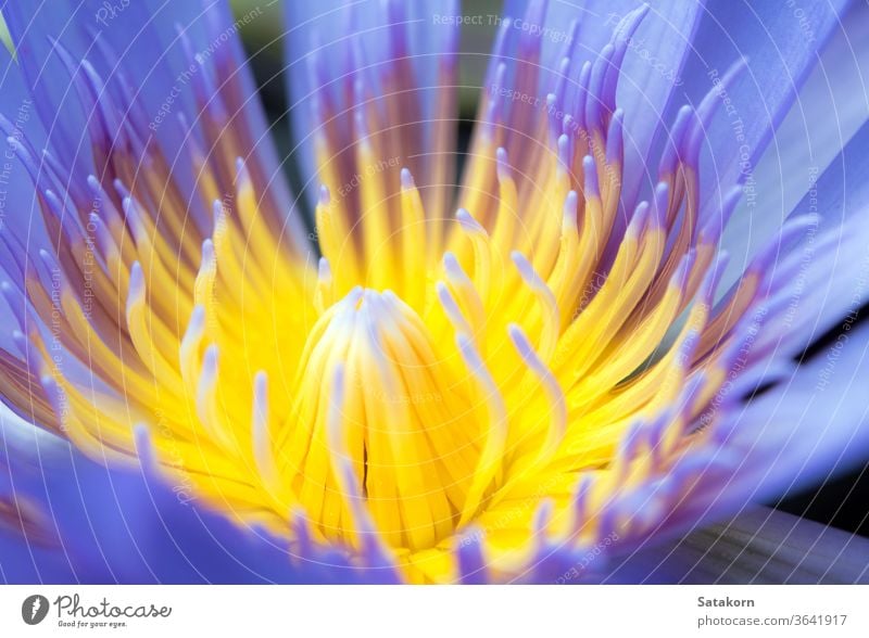 Blaues Blütenblatt und gelber Pollen der Wasserlilie Lilien weiß aquatisch tropisch Blume Natur Makro Hintergrund schön blau Botanik Flora frisch Garten Leben