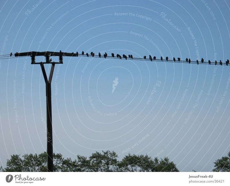 Lieblingspltatz Vogel Strommast Nachmittag mehrere Büche Blauer Himmel viele