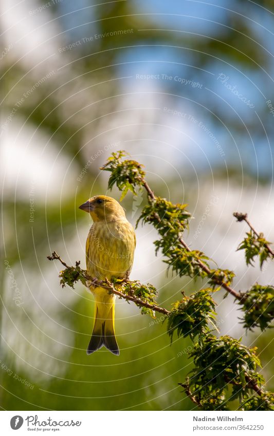 Grünfink auf einem Ast Vogel Baum Himmel Natur Tier Zweig Außenaufnahme Farbfoto sitzen Pflanze Wildtier hocken Geäst Blick blau grün Wildvogel