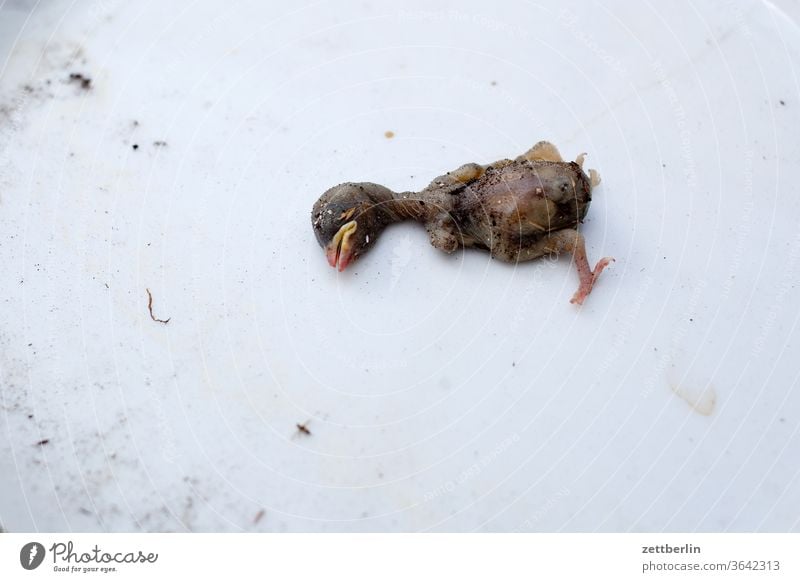 Totes Vogelkind vogel tot embryo tier jungtier nestflüchter aus dem nest gefallen unglück sterben tiersterben aussterben umweltschutz tierschutz Natur