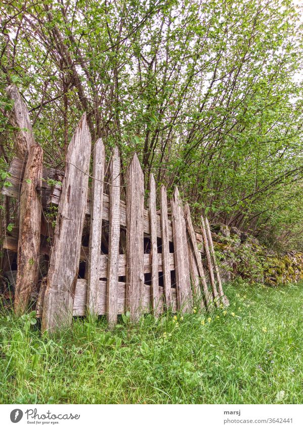 Altes und ausgedientes, hölzernes Tor, das an einer Steinmauer angelehnt ist Gatter Zaun Wiese Gras Weide Gebüsch alt verwittert nutzlos Landwirtschaft grün