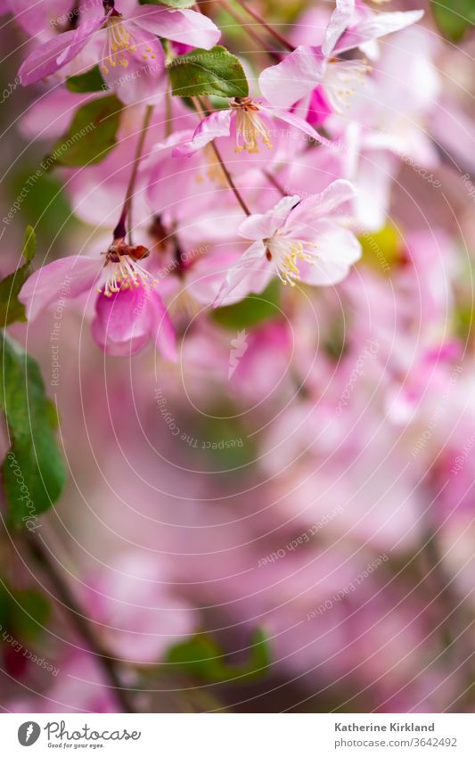 Rosa Apfelblüten Frühling Blume geblümt rosa Natur natürlich Baum Nahaufnahme Makro Farbe farbenfroh Textfreiraum horizontal Gartenbau Gartenarbeit Wald Wälder