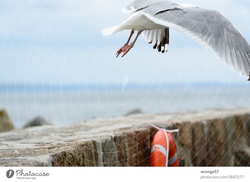 Eine startende Möwe auf der Sassnitzer Hafenmole |da heb ich (auch mal) ab - Foto Nr.1000 Abflug Vogel Himmel fliegen Meer blau Flügel Strand Ostsee