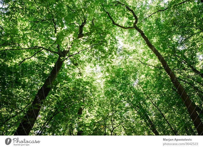 Satte grüne Baumwipfel im Wald Hintergrund schön Buchsbaum groß hell Farbe Tag Tageslicht Öko Ökologie Umwelt Laubwerk frisch Grün inspirierend Dschungel