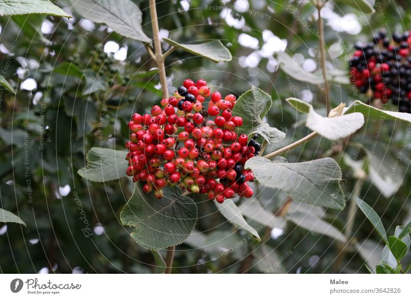 Holunder reift auf den Zweigen eines Strauches Herbst Beeren botanisch Haufen Buchse Cluster Frucht grün natürlich Natur Pflanze rot Niederlassungen farbenfroh