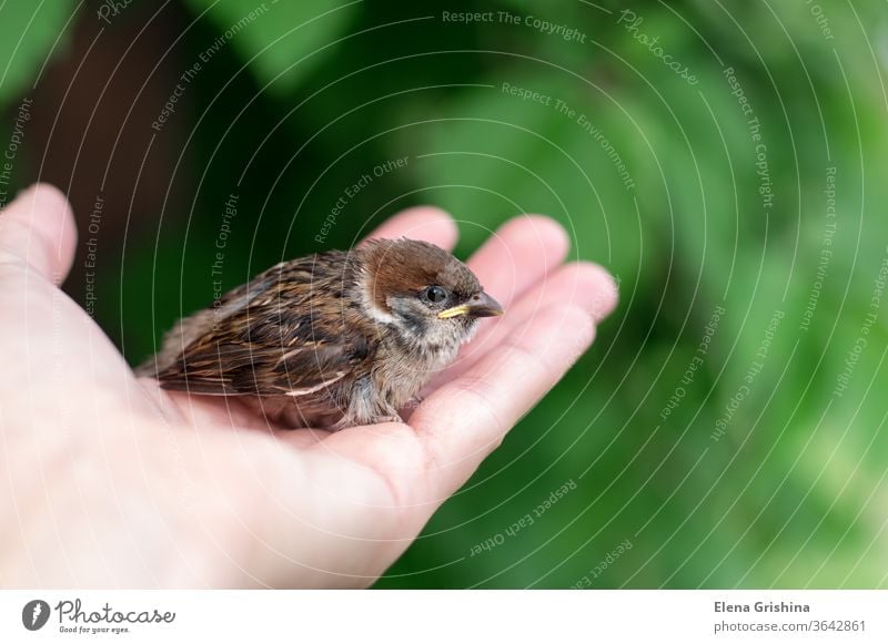 Das kleine Küken sitzt auf seiner Handfläche. Vogeltag Spatz Vogel in der Hand Tierwelt jung wenig Schnabel Feder Natur Baby braun Nahaufnahme Flügel schmiegend