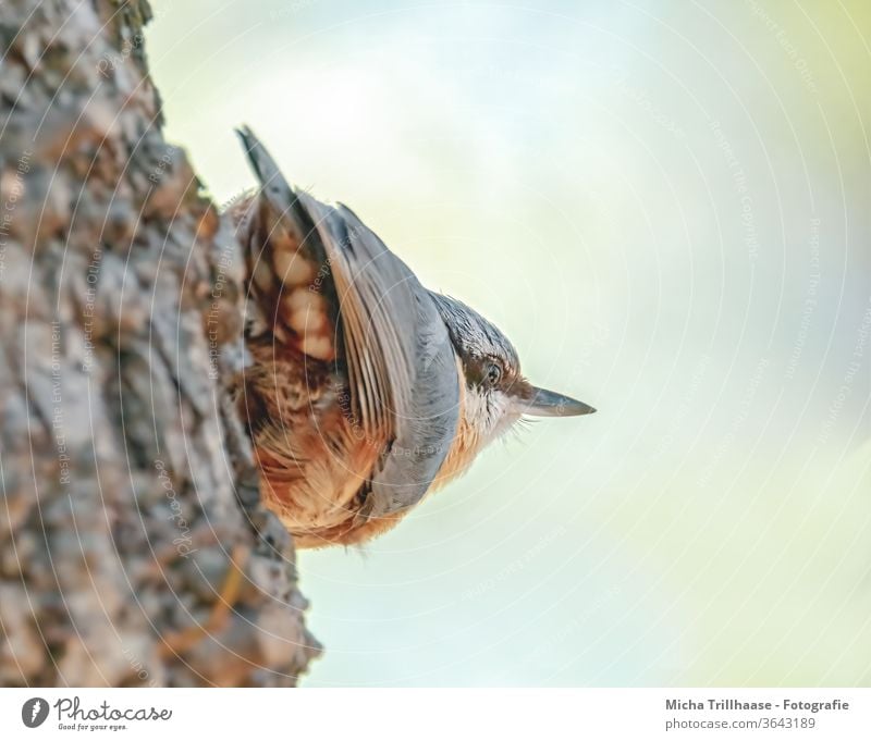 Kleiber beobachtet die Umgebung Sitta europaea Vogel Tier Wildtier Tiergesicht Kopf Schnabel Auge Flügel Feder gefiedert Krallen Blick beobachten hängen