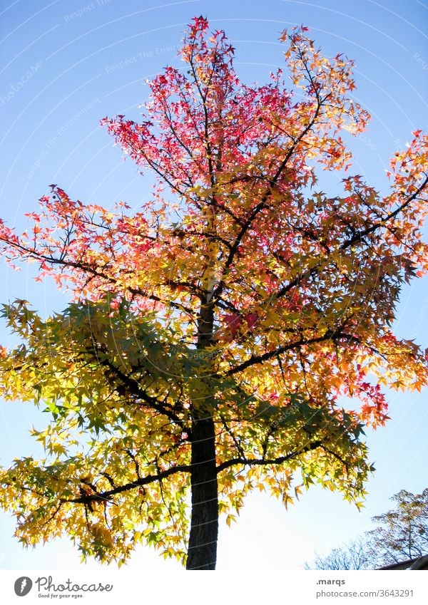 Bunter Baum Laubbaum Himmel Schönes Wetter Herbst rot orange grün Licht Natur Photosynthese