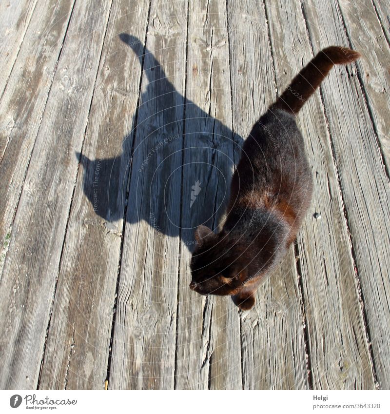 Doppel - schwarze Katze im Sonnenlicht wirft Schatten auf Holzboden Licht Schattenwurf Kontrast Vogelperspektive doppelt Farbfoto Tag Außenaufnahme 1 Tier