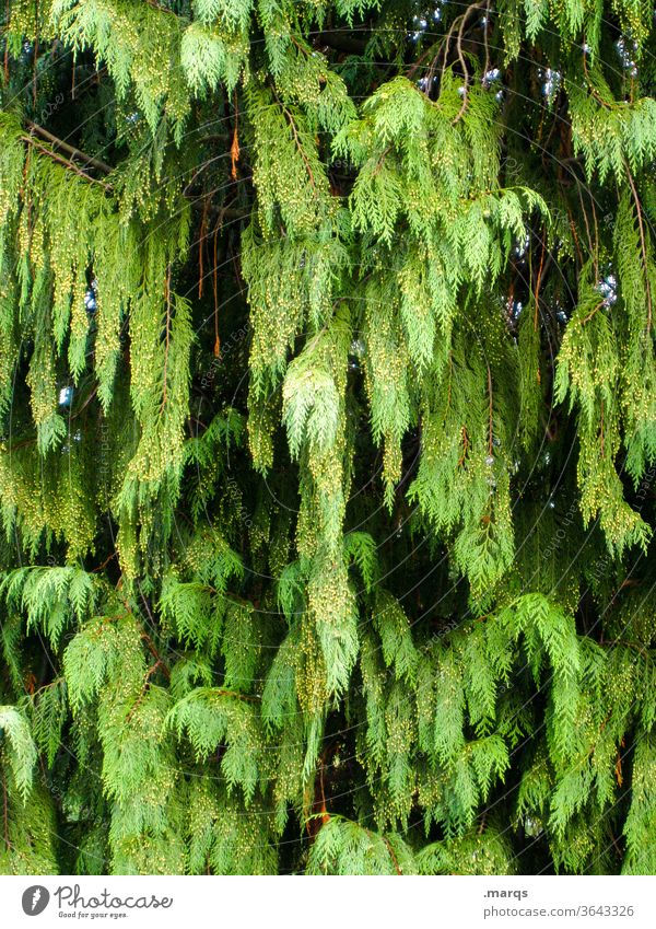 Äste Weide Baum Ast Laubbaum Flora Botanik Garten Pflanze Natur grün Sommer Trauerweide