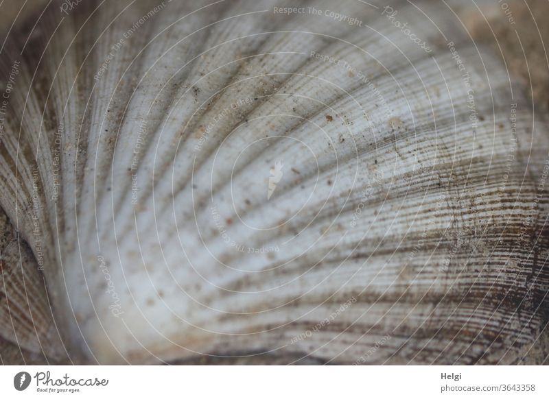 Muschelmuster - Schale einer Jakobsmuschel Pilgermuschel Muschelschale Muster Struktur Nahaufnahme Detailaufnahme Natur Makroaufnahme Gedeckte Farben grau weiß