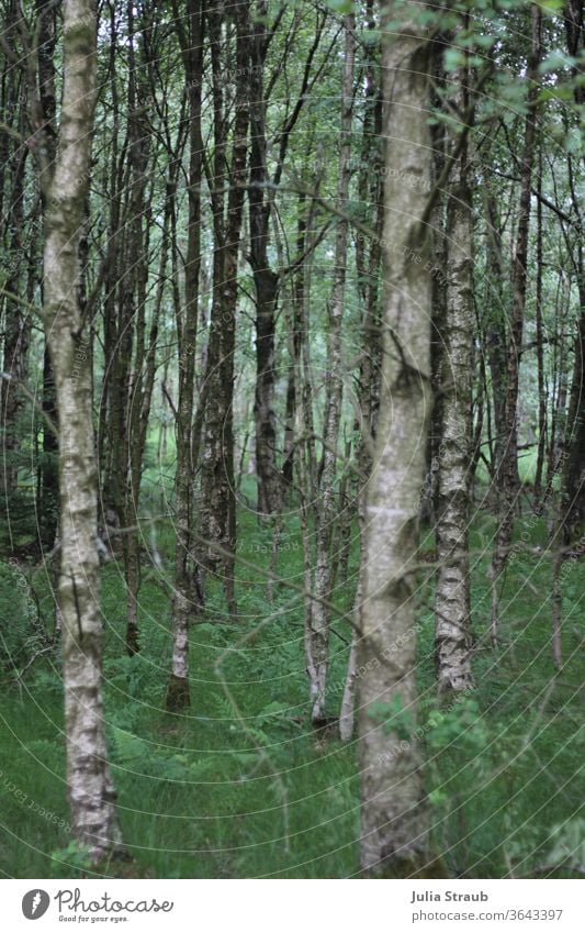 verwunschener Birkenwald im Schwarzen Moor grün Baum Gras Farnblatt Farne grau Natur Naturschutzgebiet Wald Waldboden Waldwiese hell mintgrün