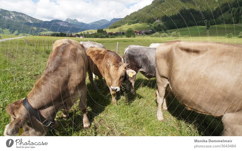 Kühe Kuh Wiese Tier Außenaufnahme Natur Weide Berge u. Gebirge Sommer Alpen Alm Herde Tiergruppe Gras Landschaft Landwirtschaft Schönes Wetter