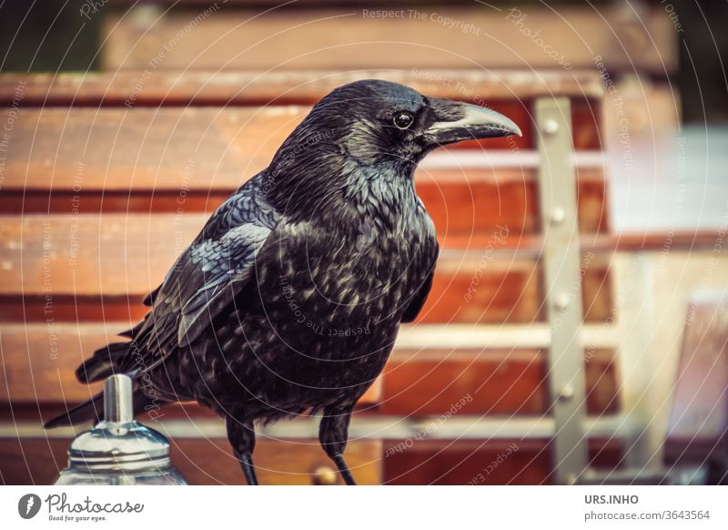 Eine Rabenkrähe beim Kaffeeklatsch im Gartencafe Krähe Vogel Rabenvogel schwarz Federkleid corvus mellori Gesellschaftskrähe suchen interessiert Blick Tier