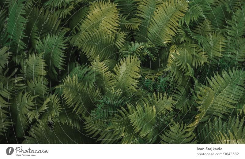 Vollrahmen Tropische Matteuccia struthiopteris Farn dunkel getönt Holz grün Blatt Textur Wald Natur Wurmfarn Muster hell Sommer Top tropisch Licht Gras Korb