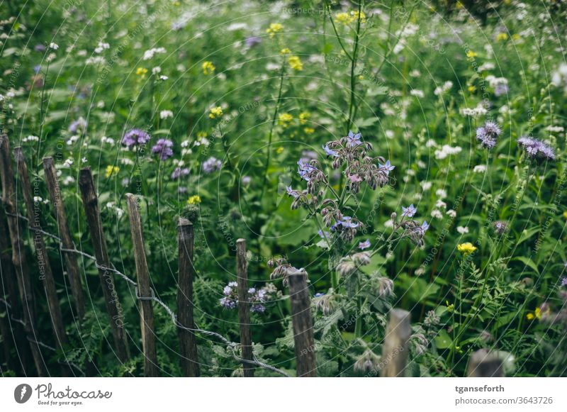 Blumenwiese Blühwiese staketenzaun Sommer grün Wiese Blühend Farbfoto Pflanze Tag Menschenleer Garten Nahaufnahme Außenaufnahme Natur Vielfalt bunt