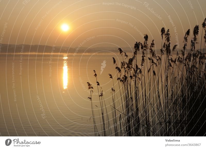 Morgen am Bodensee reichenau bodensee baden-württemberg Sonnenaufgang morgen morgenhimmel ufer küste schilf gras gräser schilfgras röhricht sonne morgensonne