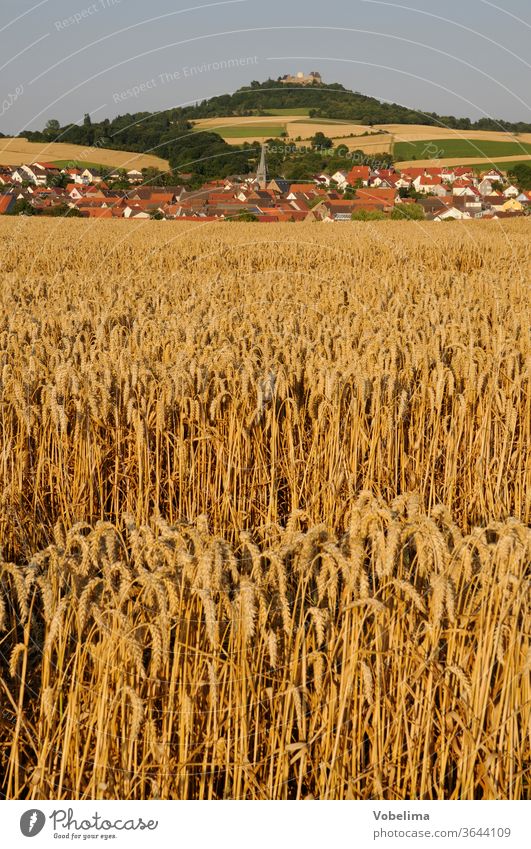Getreidefeld am Otzberg getreide getreidefeld weizen weizenfeld otzberg odenwald hessen deutschland landwirtschaft landschaft getreideanbau hessendeutschland