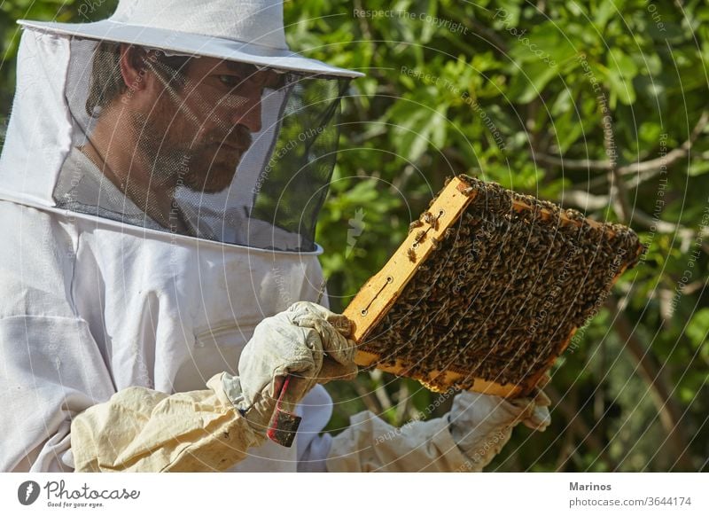 Imker, der in der Imkerei arbeitet. Ackerbau Bauernhof grün Landwirtschaft im Freien Sommer schützend Mann Honigbiene Bienenstock Schwarm Liebling Arbeiter