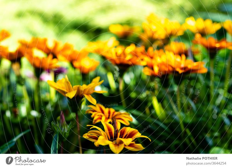Orangefarbene und gelbe Blumen im Garten orange grün Natur Blühend Farbfoto Frühling Außenaufnahme Frühlingsblume Blüte Nahaufnahme Sommer Pflanze farbenfroh