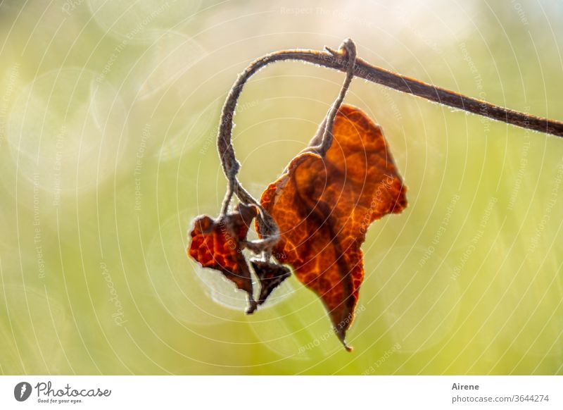 Charme des Alters Herbst braun rot Vergänglichkeit trocken Hintergrund neutral rotbraun dehydrieren Abschied Wandel & Veränderung Sonnenlicht Lichterscheinung