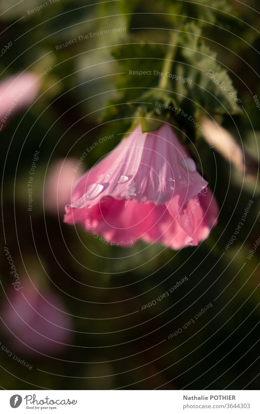 Tautropfen auf einer Blume Blumen rosa grenn Natur frisch Frische Wassertropfen Nahaufnahme Morgen Detailaufnahme Farbfoto Außenaufnahme nass Pflanze
