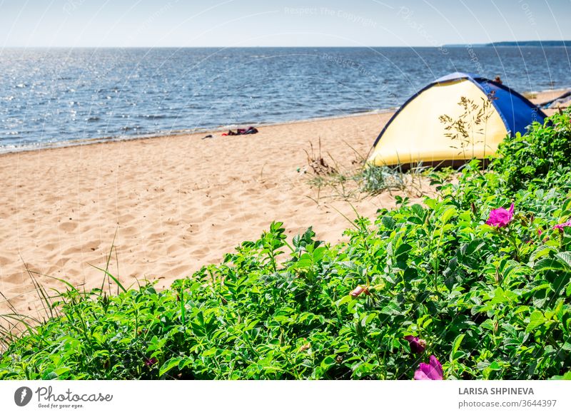 Camping und Zelt am Strandmeer unter dem Kiefernwald am Ufer des Finnischen Meerbusens, St. Petersburg, Russland. Konzept der Outdoor-Aktivitäten, gesunder Lebensstil