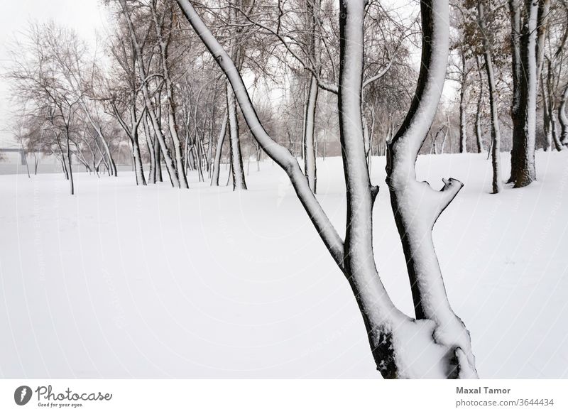 Bäume im Natalka-Park in der Nähe des Dnjepr-Flusses in Kiew, Ukraine schön Sauberkeit übersichtlich kalt cool Tag Umwelt Wald Frost gefroren Gletscher Eis