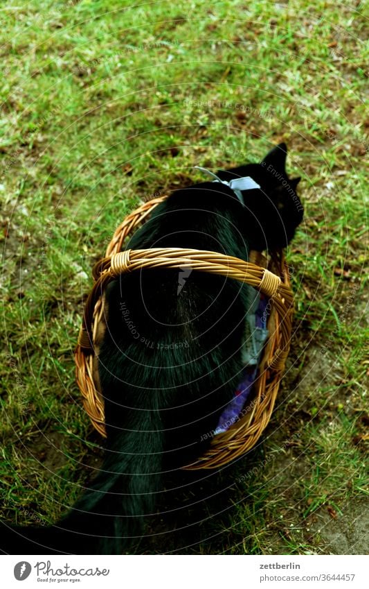 Schwarze Katze im Korb hauskatze haustier korb pelz rücken schwarz sitzen versteck garten gras wiese