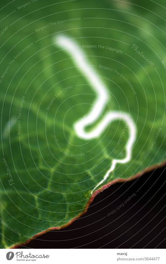 Fraßspur eines Schädlings auf einem Kapuzinerkresse-Blatt Kapuzinerkresseblatt Irrweg Blattrand Blattadern grün Pflanze Natur Schwache Tiefenschärfe Grünpflanze