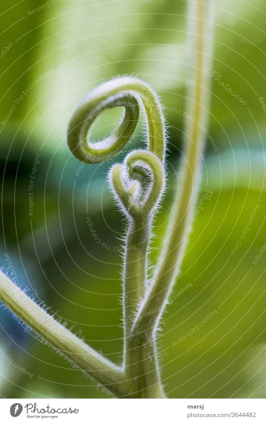 Sprossranken, die sich dem Betrachter entgegenkringeln Sproßranke Pflanze kringelig neues Leben Hoffnung spiralförmig Lichtsaum Hintergrund neutral dünn