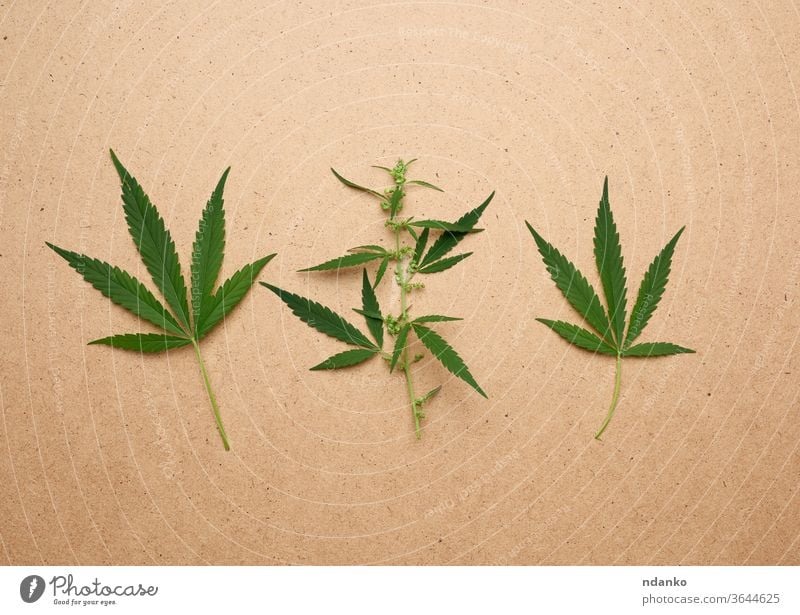 dreigrüne Hanfblätter auf braunem Hintergrund Blatt legal legalisieren Marihuana medizinisch Medizin Betäubungsmittel natürlich Natur niemand Pflanze